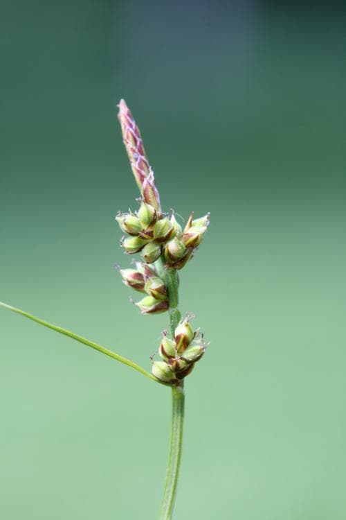 pillerstarr Carex pilulifera