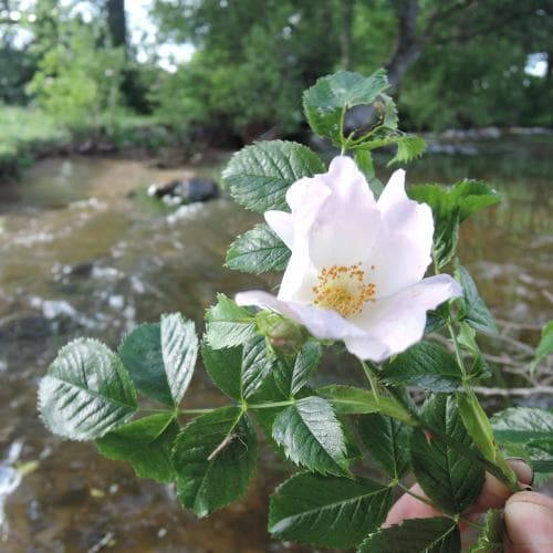 kal stenros Rosa canina