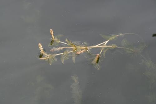 ålnate Potamogeton perfoliatus