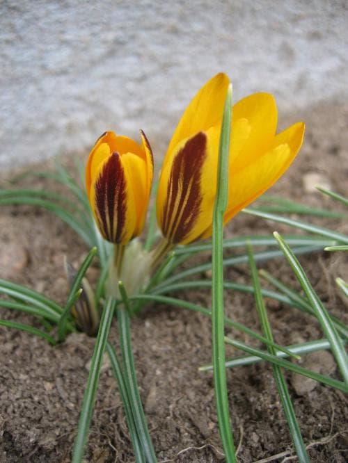 strimkrokus Crocus angustifolius