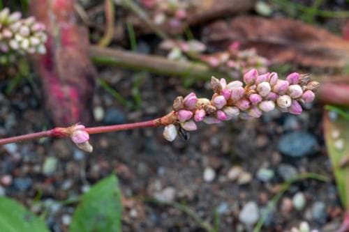 strandpilört Persicaria lapathifolia subsp. lapathifolia