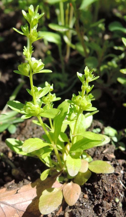 pilgrimsveronika Veronica peregrina