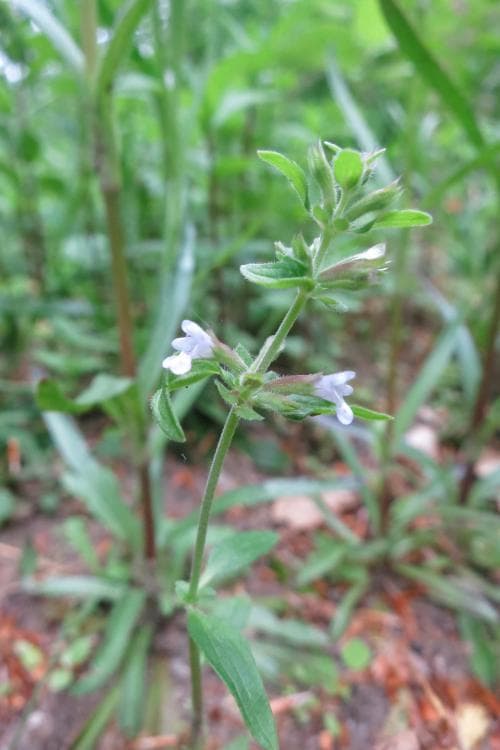 rysk drakblomma Dracocephalum thymiflorum
