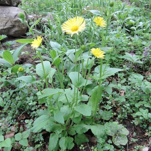 gemsrot Doronicum orientale
