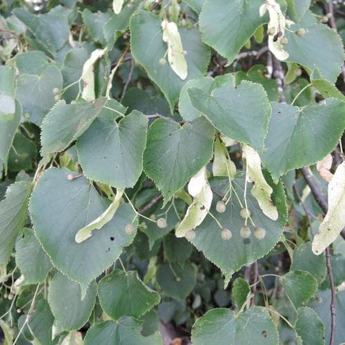 skogslind Tilia cordata