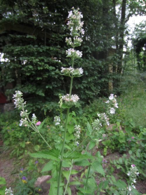 kattmynta Nepeta cataria