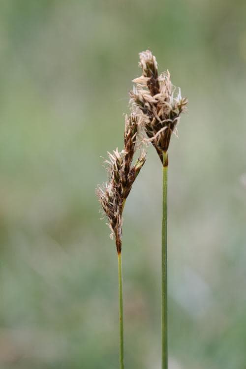rysstarr Carex praecox