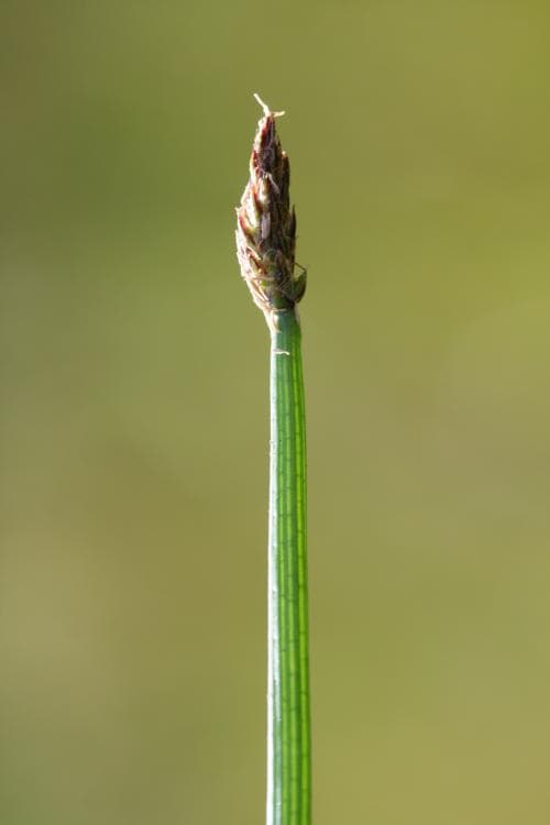 veksäv Eleocharis mamillata