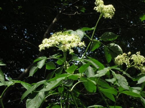vanlig fläder Sambucus nigra subsp. nigra