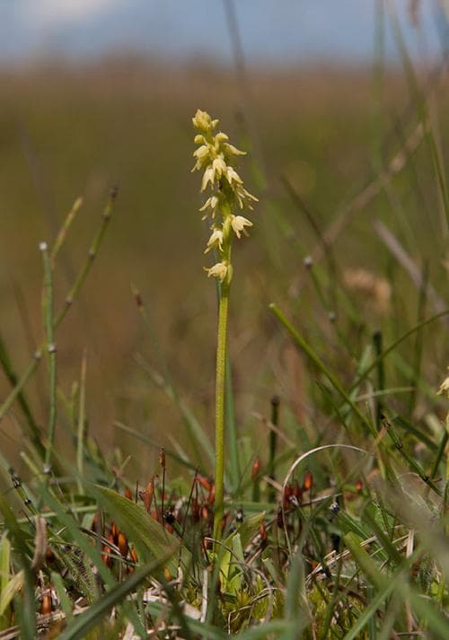 honungsblomster Herminium monorchis