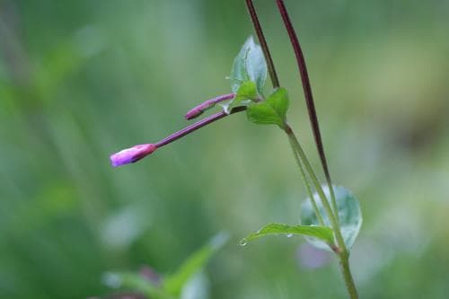 källdunört Epilobium alsinifolium