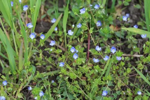 trädgårdsveronika Veronica persica