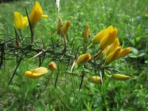 ärttörne Ulex europaeus