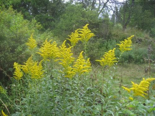 kanadensiskt gullris Solidago canadensis