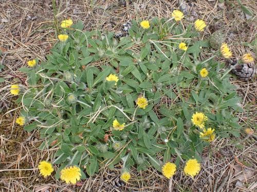 mattfibbla Pilosella officinarum subsp. peleteriana