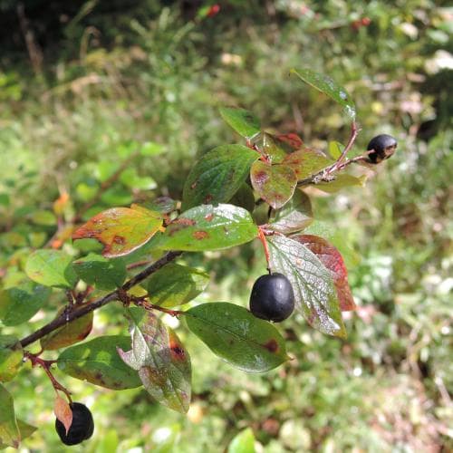 häckoxbär Cotoneaster lucidus