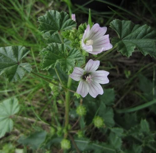 skär kattost Malva neglecta