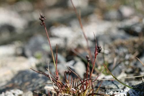 polarfryle Luzula confusa