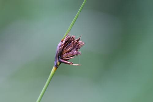 knappag Schoenus nigricans