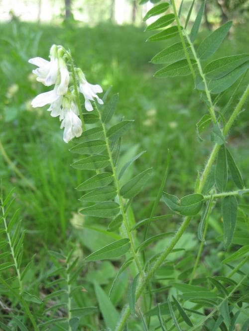 ljungvicker Vicia orobus