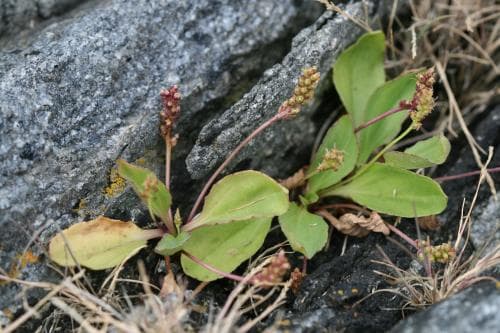 kustgroblad Plantago major subsp. winteri