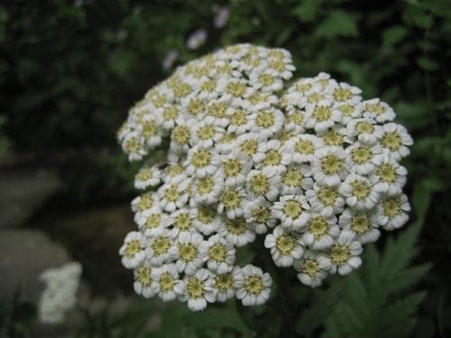 röllikekrage Tanacetum macrophyllum