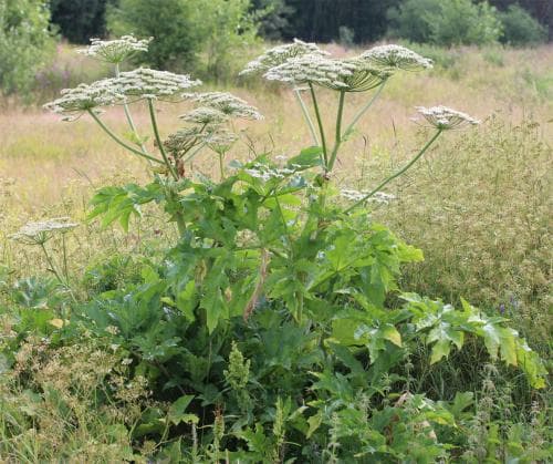 tromsöloka Heracleum persicum