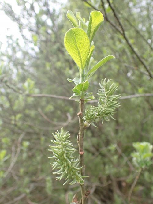 gråvide Salix cinerea