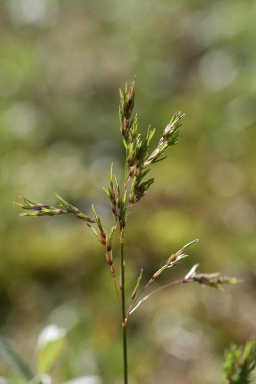 fjälltåtel Deschampsia alpina