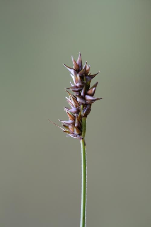 vanlig trindstarr Carex diandra var. diandra