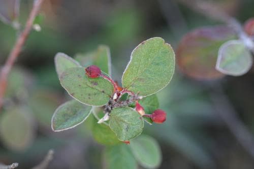 alvaroxbär Cotoneaster canescens