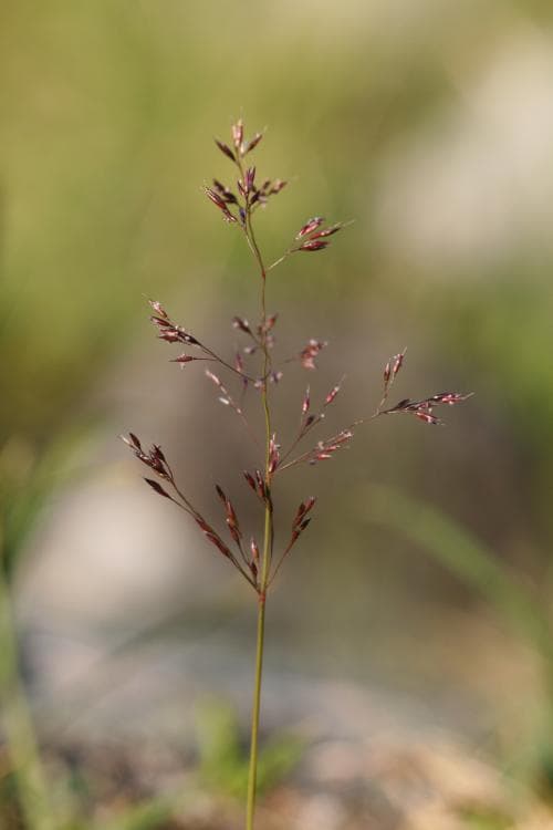 fjällven Agrostis mertensii
