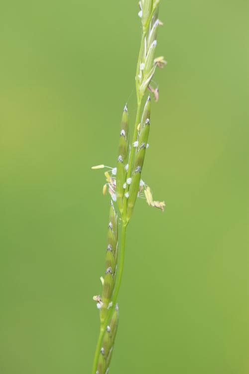 mannagräs Glyceria fluitans