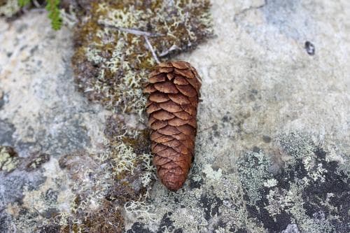 altajgran Picea abies subsp. obovata