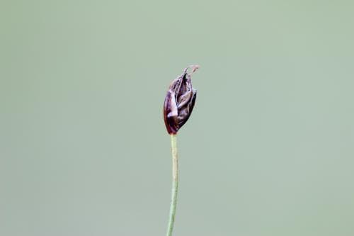 tagelsäv Eleocharis quinqueflora