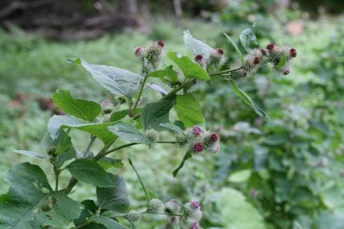 lundkardborre Arctium nemorosum