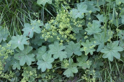 betesdaggkåpa Alchemilla monticola