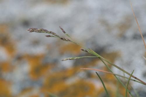 kustsaltgräs Puccinellia capillaris