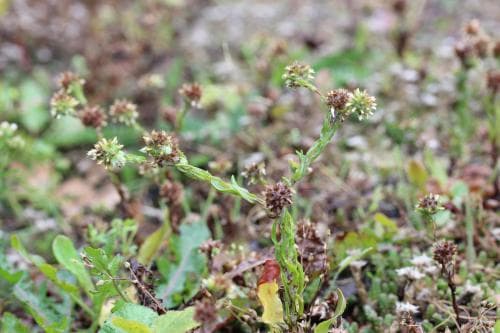 klotullört Filago vulgaris