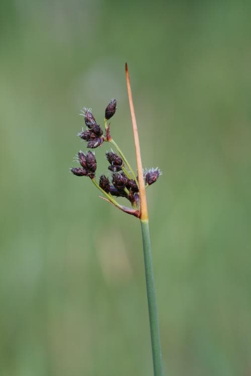 blåsäv Schoenoplectus tabernaemontani