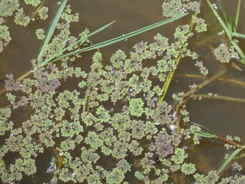 mossbräken Azolla filiculoides