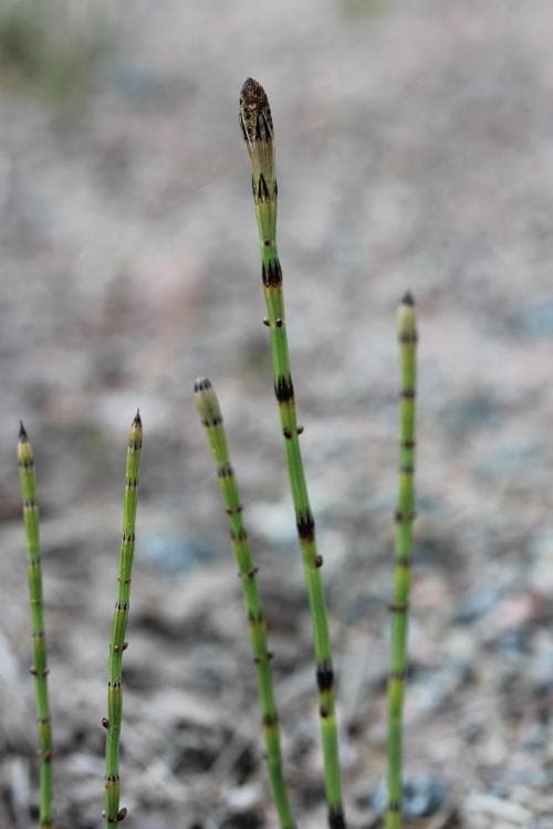 kärrfräken Equisetum palustre