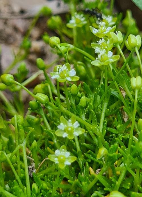 krypnarv Sagina procumbens