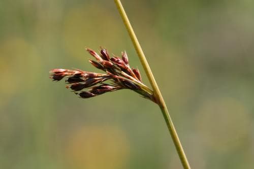 blåtåg Juncus inflexus