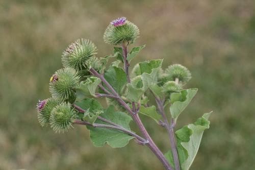stor kardborre Arctium lappa