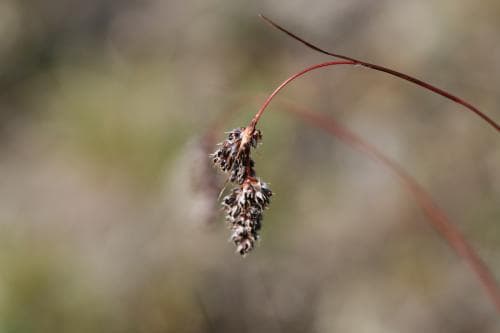 axfryle Luzula spicata