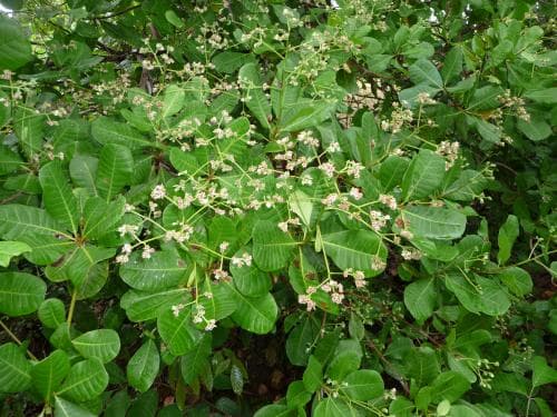 cashew Anacardium occidentale