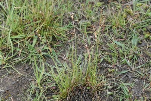 borsttåg Juncus squarrosus