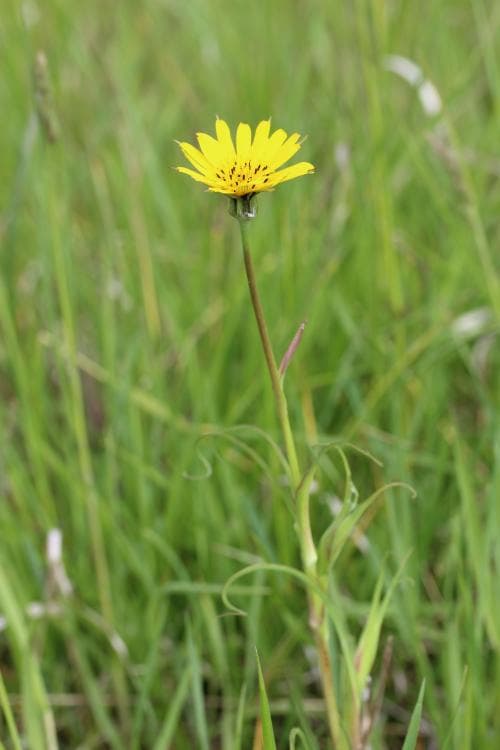 vanlig ängshaverrot Tragopogon pratensis subsp. pratensis