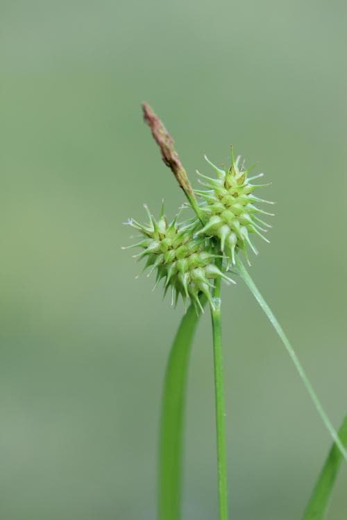 knagglestarr Carex flava